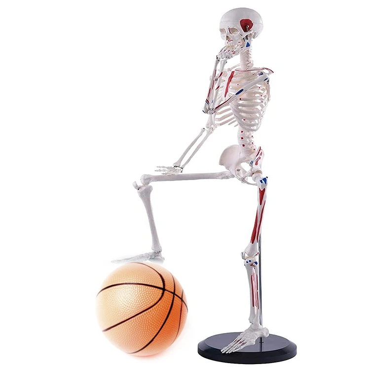 Disarticulated Medical Teaching 85cm Skeleton Anatomy Model Full Size