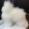 Mise à niveau VIP Cheveux Blancs (sans modèle)