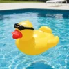 Large eyes duck mount-17014593cm