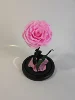 Rose vif