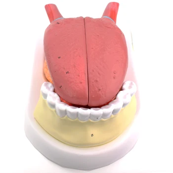 2.5Times Enlarged Human Anatomy Tongue With Tooth Model