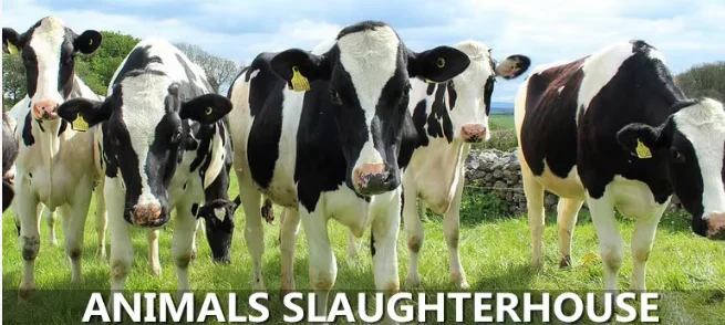 Cattle slaughtering equipment with beef hidden puller for halal slaughterhouse Abattoir line