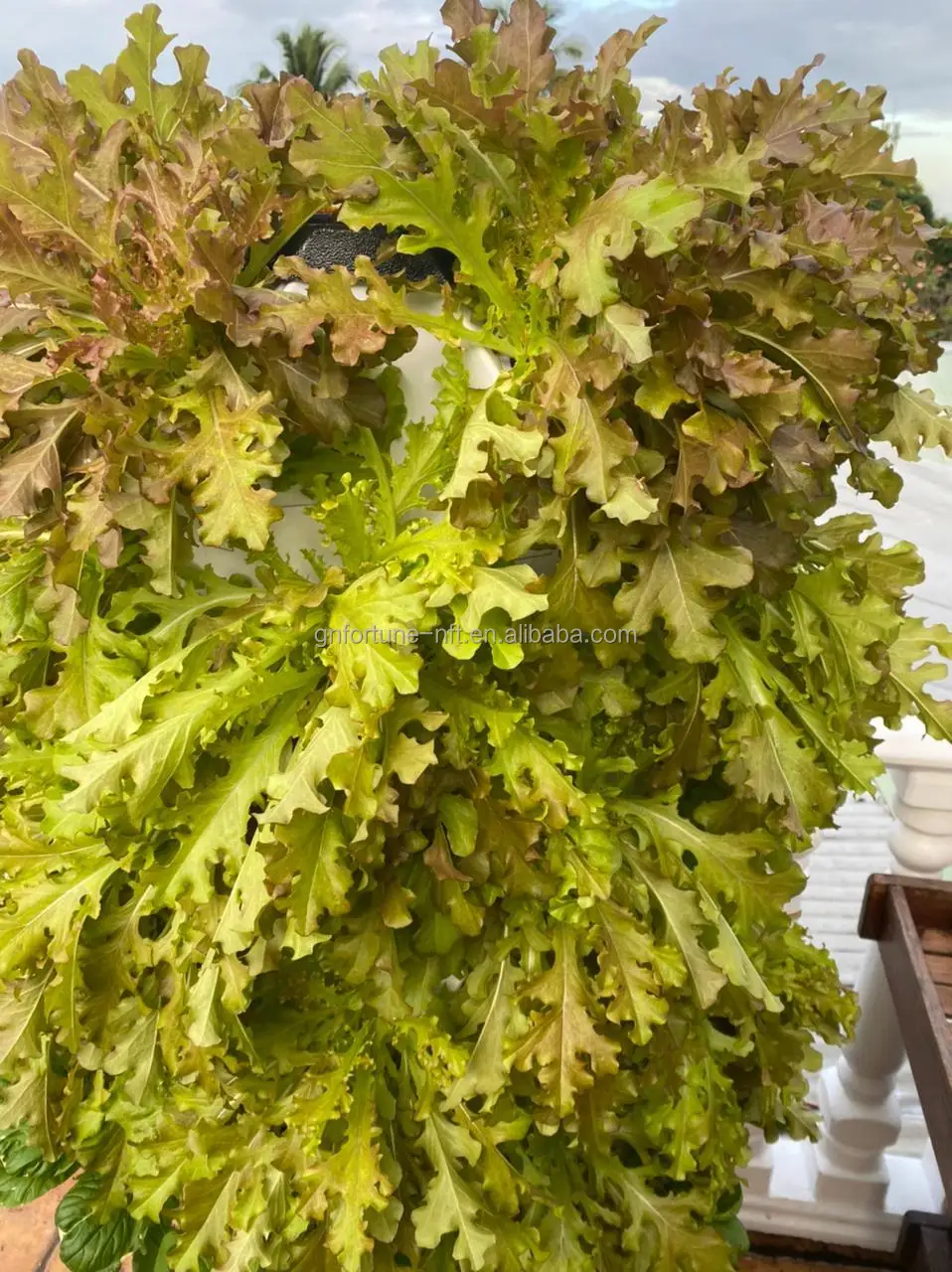 indoor hydroponic tower