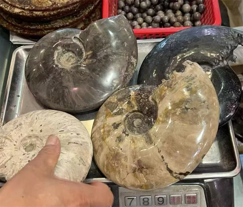 Hot Sale Madagascar Natural Ammonite Fossil Conch Crystal Specimen Shiny Snail Fossil for Sale