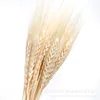 gh-001-off-white-50 stems