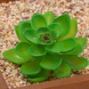 Echeveria verde