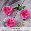 Rosa Madder 5