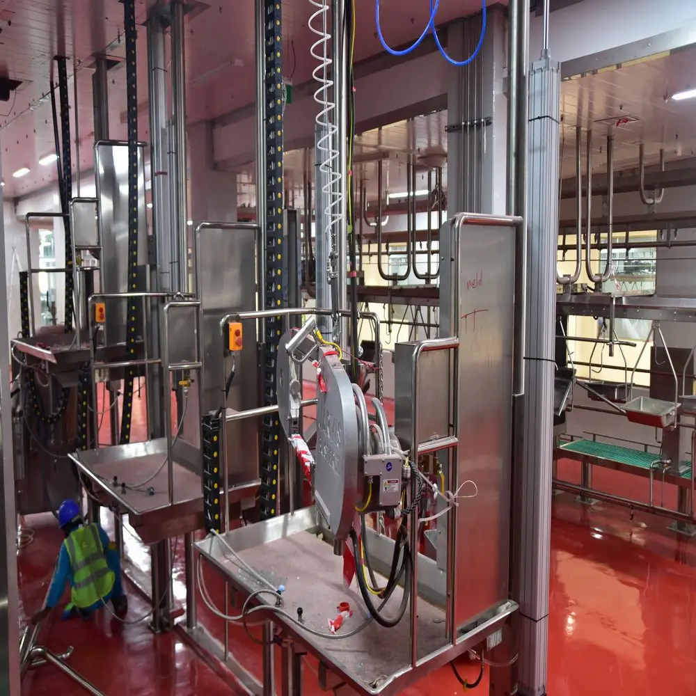 Beef processing in cattle slaughterhouse with equipment with slaughtering machinery