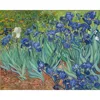 Irises in the Land
