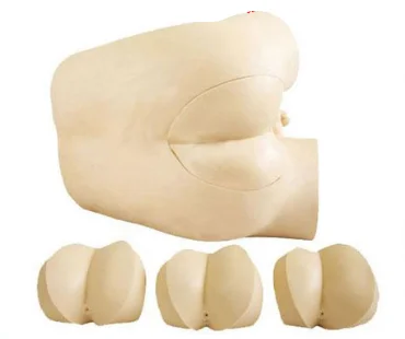 Prostate Scale Modle Prostatic Palpation Model - Male Rectal Examination Training
