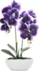 Z-viola intenso