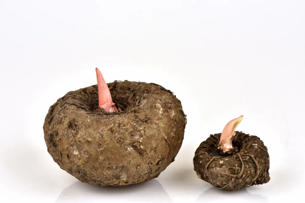 В оригинальной среде не добавляется отбеливатель сухие коньячные чипсы высокого