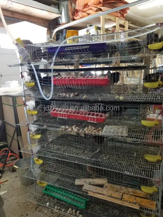quail cage