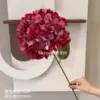 Hortensia roja de Alicia