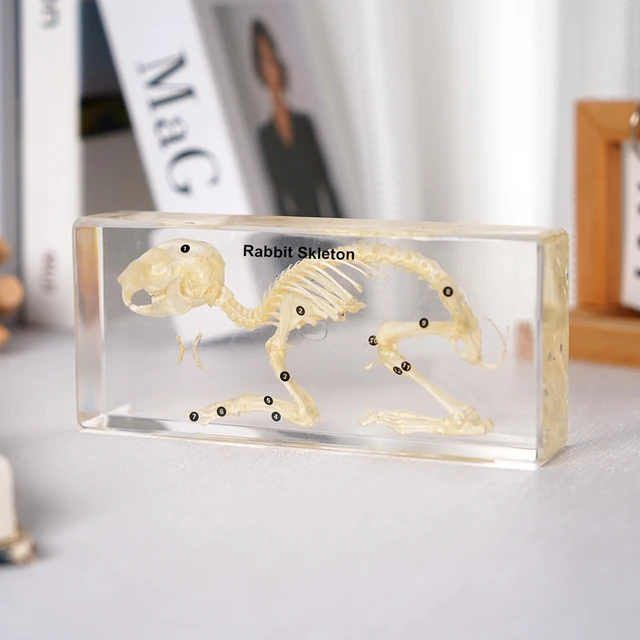 Popular In 2023 High Transparent Solid Taxidermy Resin Rabbit Skeleton Specimen Model for Middle School