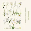 Une marguerite insulaire - Blanche
