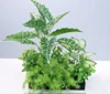 green Style o