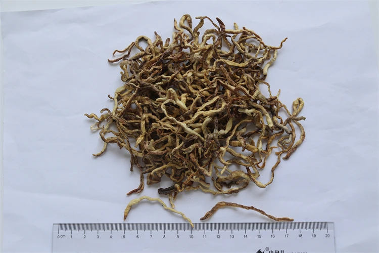 Factory Prices Delicious Dried Storage Fish Food Earthworms For Eat