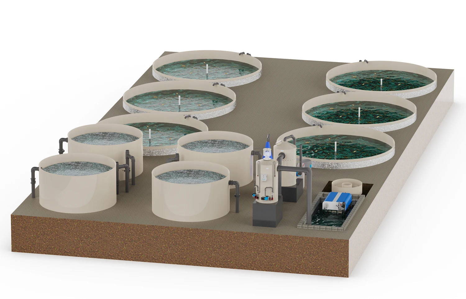 Recirculating Aquaculture System (RAS) for Sustainable Fish Farming