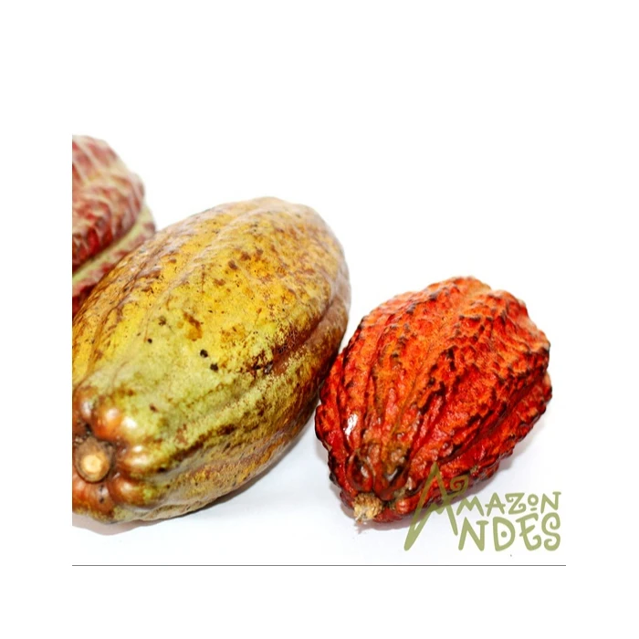 organic cocoa mass cocoa liquor (blocks)