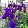 2# Liantus grandiflorum viola