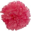 Rosa madeira
