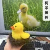 Yellow duck-sings-imitates speech-flaps wings-can talk