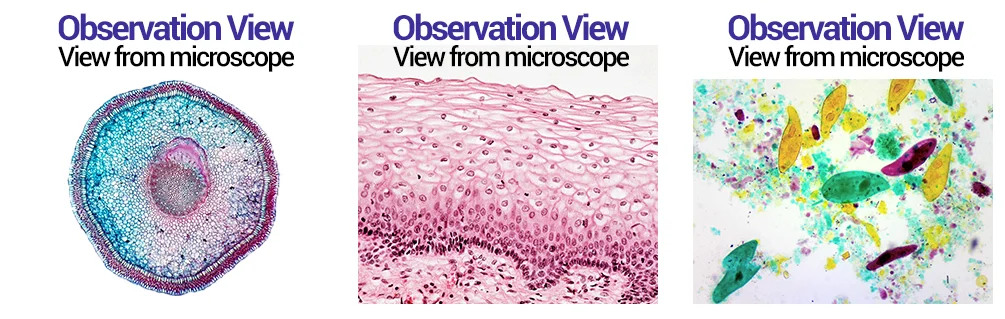 Beginner's Animal Tissue Microscope Slide Set