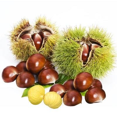grade one fresh sweet chestnut hot sale