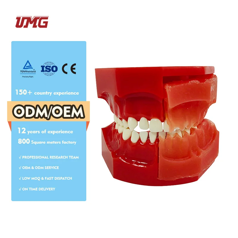 Baby Teeth Primary and Permanent Alternate Anatomical Model