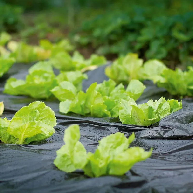 Черная многослойная пленка сельскохозяйственная
