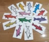 Random color  shipment