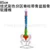 Ceinture spinale colorée de 80 cm pour le bassin
