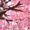 pink artificial cherry tree