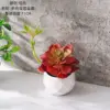 CF02245 Rojo