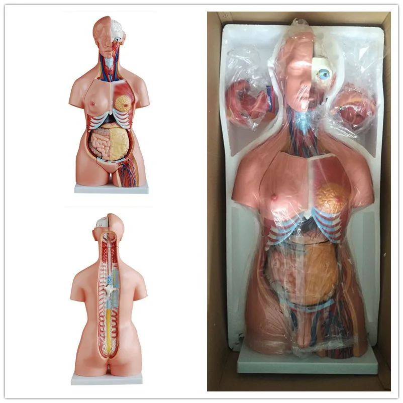 ADA-A1042 人体解剖模型（男女兼用）医学教育用| Alibaba.com