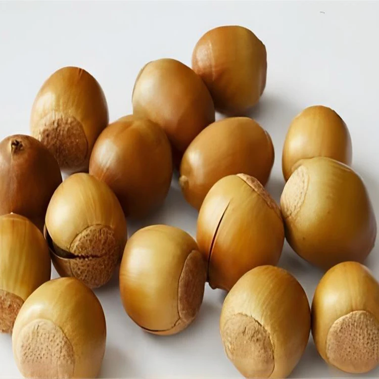 オークフルーツ乾燥ドングリナッツ40kgどんぐりスターチ原料バルク価格