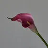Pourpre