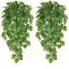 Vigne monstera de 69 commandes
