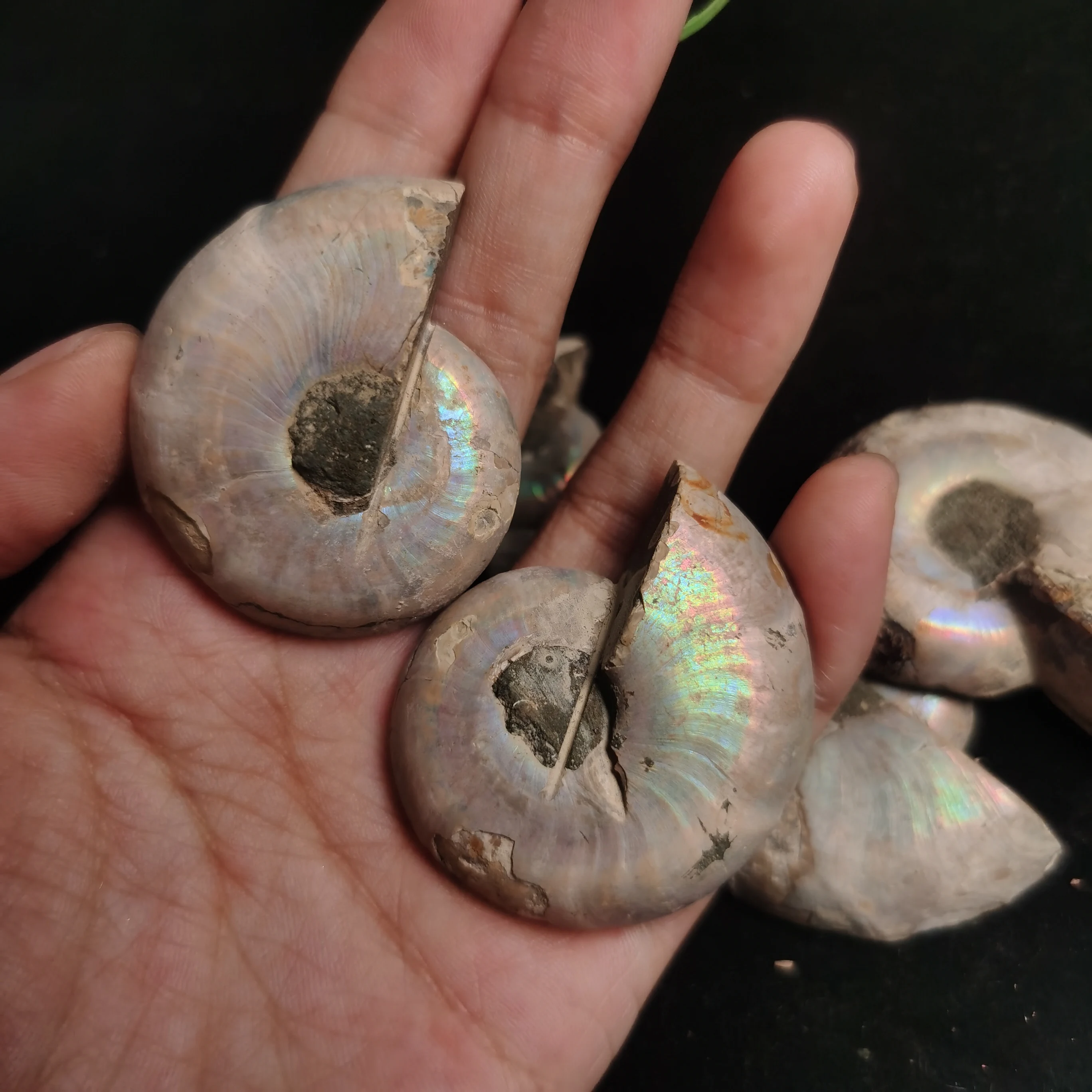 Conch Fossils Slice Rainbow Ammonite Fossil Stone Snail Conch Fossil Specimen