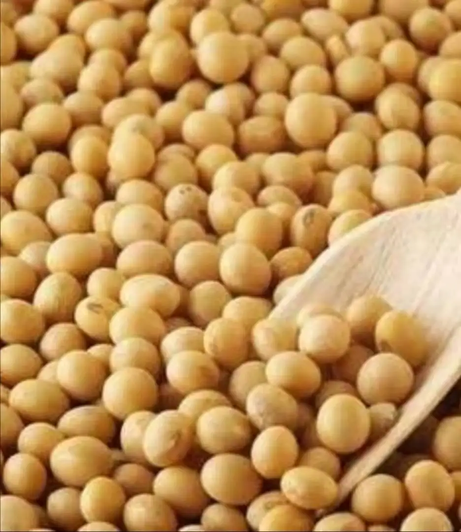 SAMCEN need import the soybean 200MT per month. we want to buy 200tones per month , Contact us please