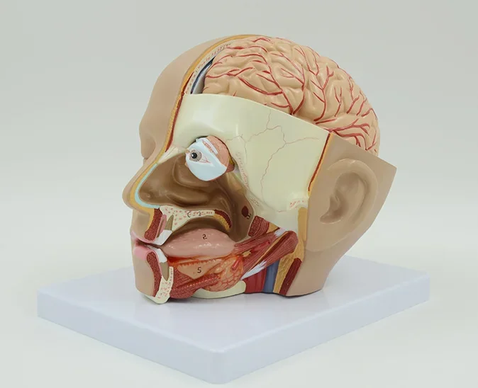 Human Head Anatomical Model 4-Part Life-Size Head Brain Cross Section Anatomy for Science Classroom Education Study Teaching