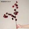 Red lantern flower single stem
