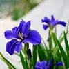 2# Blue iris