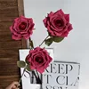 Manta Rose