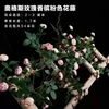Champagne pink Augsburg rose vine, 1.75 meters tall