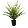 Feuilles de fentail de 40 cm - 15 feuilles