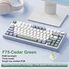Verde cedro