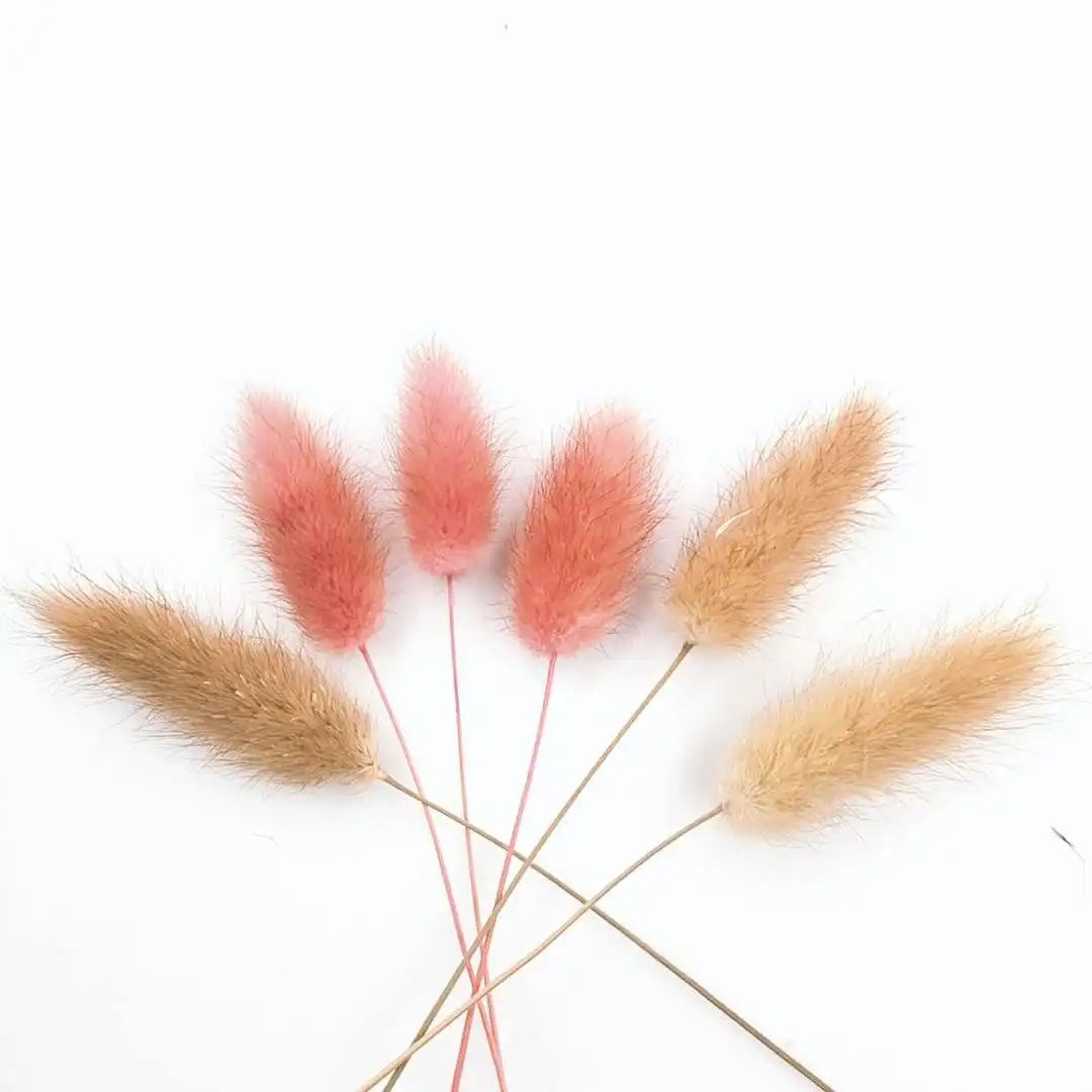 Rabbit Tail Dried Pampas Grass Dry Flowers Natural Real Grass White