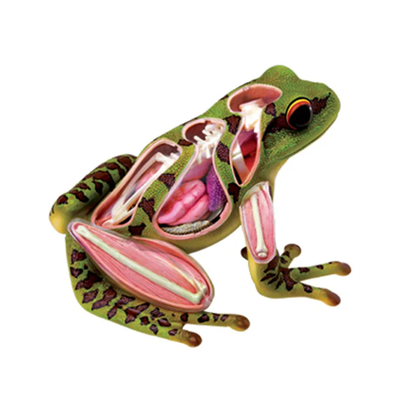 Animal Anatomical Model Vision Frog 4d Puzzle Assembled Toy Animal ...